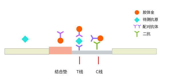 雙抗夾心法膠體金檢測(cè)平臺(tái)