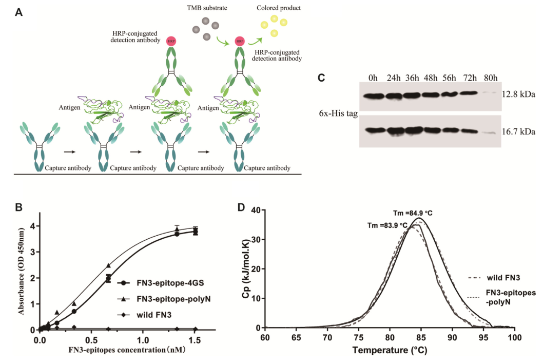 重組蛋白FN3-epitopes-polyN的免疫反應性和穩(wěn)定性檢測